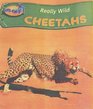 Cheetah