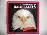 The wonder of bald eagles