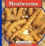 Mealworms