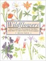 Wildflowers How to Identify Flowers in the Wild and How to Grow Them in Your Garden