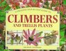 A Creative StepByStep Guide to Climbers and Trellis Plants