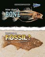 How Does a Bone Become a Fossil