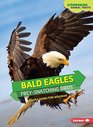 Bald Eagles PreySnatching Birds