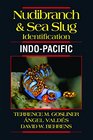 Nudibranch  Sea Slug Identification