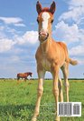 Password notebook Large internet address and password logbook / journal / diary  Cute foal cover