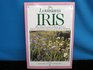 The Louisiana Iris The History and Culture of Five Native American Species and Their Hybrids