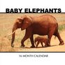 Baby Elephants Calendar 2017 16 Month Calendar