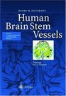 Human Brain Stem Vessels  Including the Pineal Gland and Information on Brain Stem Infarction