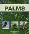 A Pocket Guide to Palms