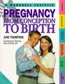 Pregnancy From Conception to Birth