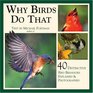 Why Birds Do That 40 Distinctive Bird Behaviors Explained  Photographed