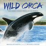 Wild Orca The Oldest Wisest Whale in the World