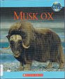 Musk Ox