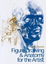 Figure Drawing and Anatomy