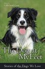 The Dog at My Feet: Stories of the Dogs We Love