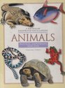 Animals Reptiles 3