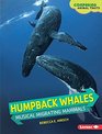Humpback Whales Musical Migrating Mammals