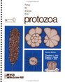 How to Know the Protozoa