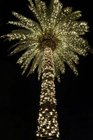 Palmetto Palm Tree Lit Up at Night Charleston South Carolina USA Journal 150 Page Lined Notebook/Diary