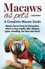 Macaws as Pets Macaw Parrot Facts  Information where to buy health diet lifespan types breeding fun facts and more A Complete Macaw Guide