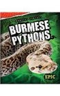 Burmese Pythons