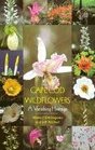 Cape Cod Wildflowers: A Vanishing Heritage