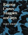 Ravens Crows Magpies and Jays