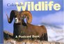 Colorado Wildlife A Postcard Book