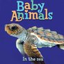 Baby Animals In the Sea