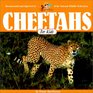 Cheetahs for Kids