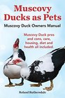 Muscovy Ducks as Pets Muscovy Duck Owners Manual Muscovy Duck Pros and Cons Care Housing Diet and Health All Included