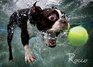 Underwater Dogs Rocco
