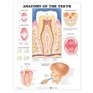 Anatomy of the Teeth Anatomical Chart