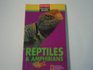 Reptiles and Amphibians (My First Pocket Guide)