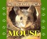 Wild America  Mouse