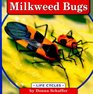 Milkweed Bugs