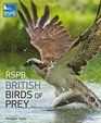 RSPB British Birds of Prey