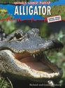 Alligator