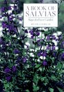 A Book of Salvias Sages for Every Garden