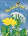 Dandelions Stars in the Grass