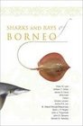 Sharks and Rays of Borneo