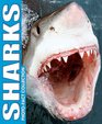 Sharks Photo Fact Collection