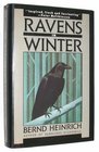 Ravens in Winter