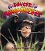 Endangered Chimpanzees