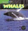 Really Wild Whales