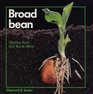 Broad Bean