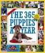 The 365 PuppiesAYear Calendar 2009
