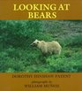 Looking at Bears