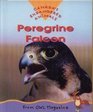 Peregrine Falcon Endangered Animals Series