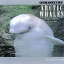 The Nature of Arctic Whales Belugas Bowheads and Narwhals